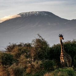 3 Days Amboseli Safari Package