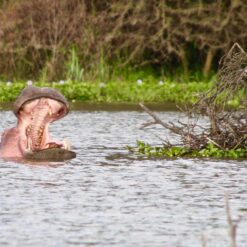 Alternative view of 3 Days Lake Naivasha + Lake Nakuru Safari