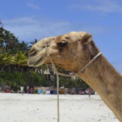 Alternative view of 3 Days Mombasa North Coast Beach Holiday – Kenya (Nyali, Bamburi & Shanzu)
