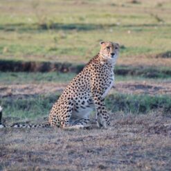4 Days Lake Naivasha + Lake Nakuru + Masai Mara Safari