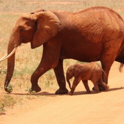 Tsavo