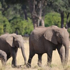 3 Days Maasai Mara Safari Package