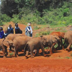 Alternative view of Half-Day Giraffe Centre + Elephant Orphanage
