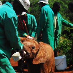 Half-Day Giraffe Centre + Elephant Orphanage