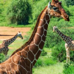 Alternative view of Full-Day Nairobi City, Wildlife & Culture Tour