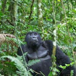 4 Days Uganda Gorilla Trekking & Safari – Bwindi & Queen Elizabeth NP