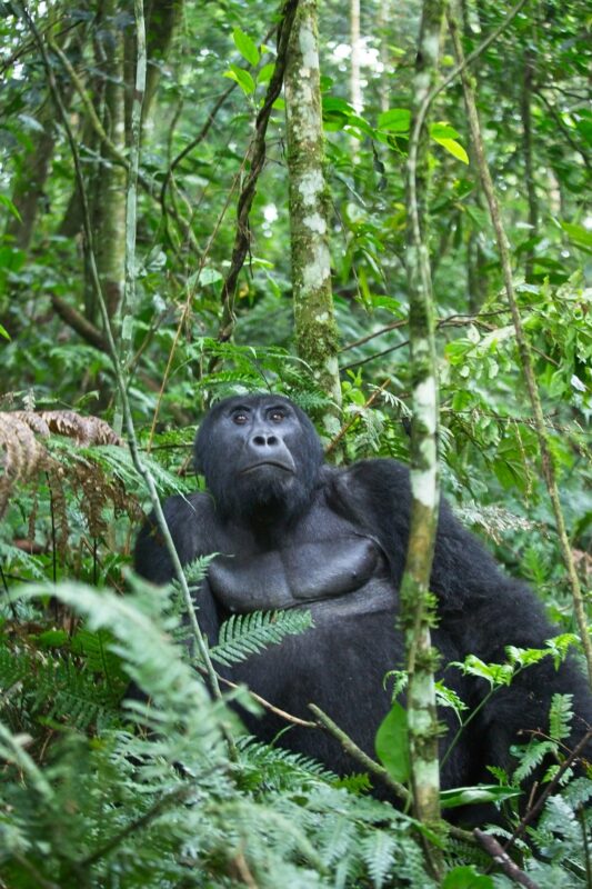 4 Days Uganda Gorilla Trekking & Safari – Bwindi & Queen Elizabeth NP