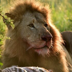 Kenya Classic Circuit (6–8 Days: Maasai Mara + Naivasha + Nakuru + Amboseli)