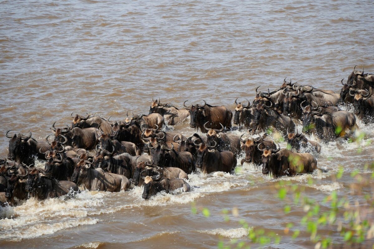 The Wildebeest Migration