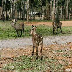 Alternative view of 2 Days Lake Nakuru Safari (Standalone)