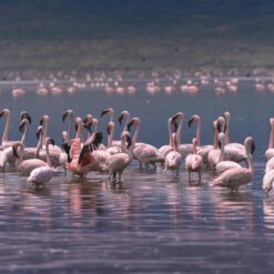 Nakuru Region