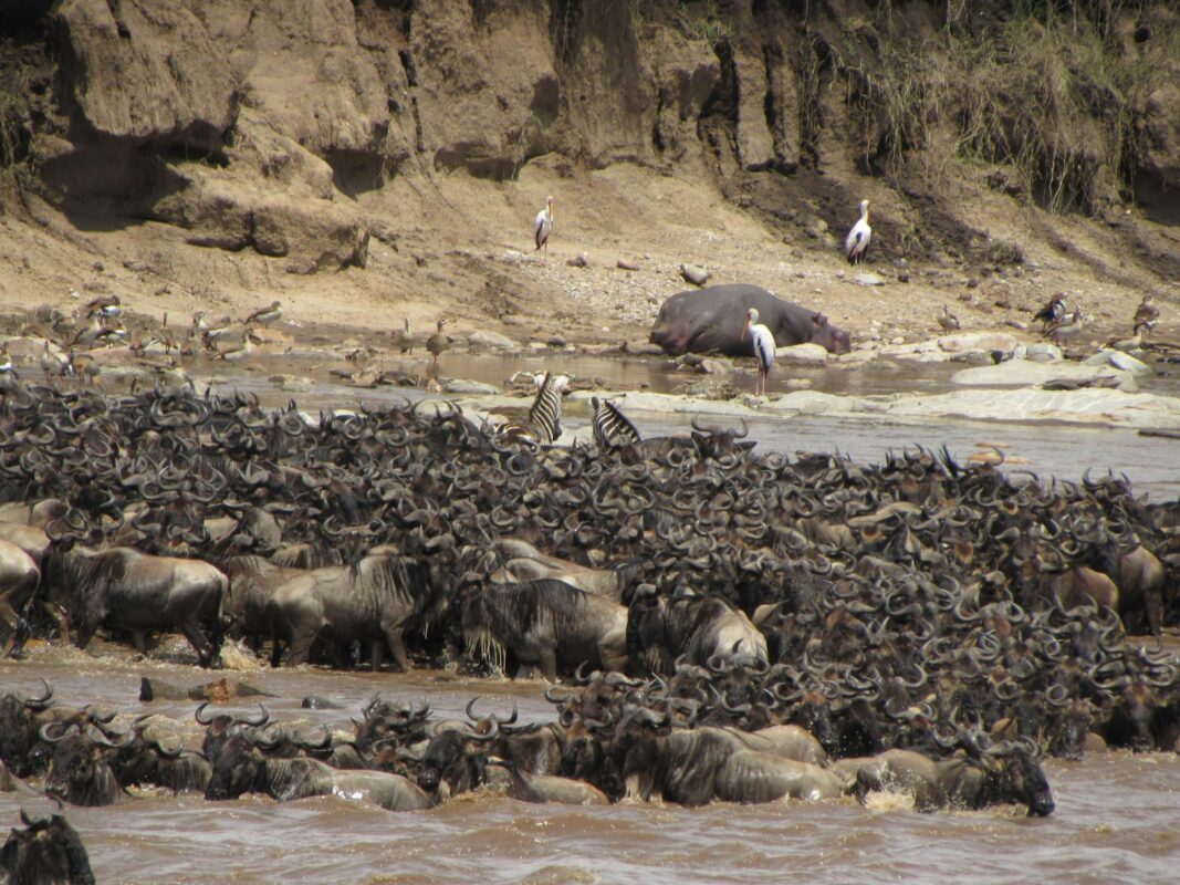 the Wildebeest Migration