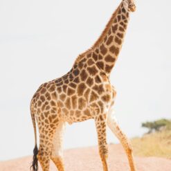 Alternative view of 3 Days Tsavo Safari Package