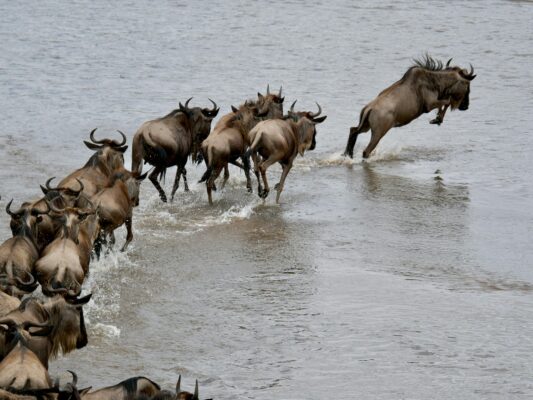 the Wildebeest Migration