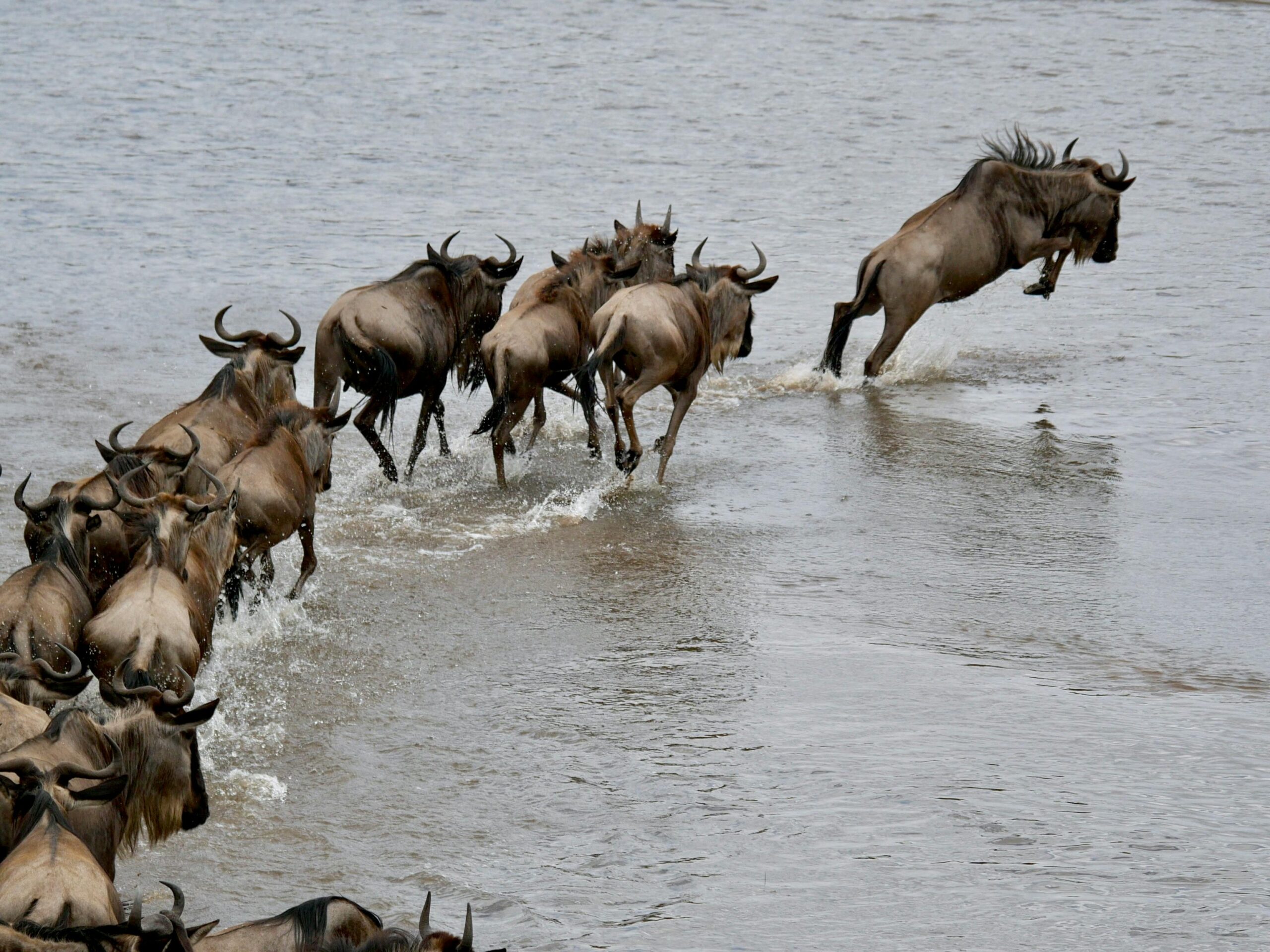 the Wildebeest Migration