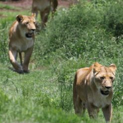 Alternative view of 5 Days Johannesburg & Safari Holiday Package