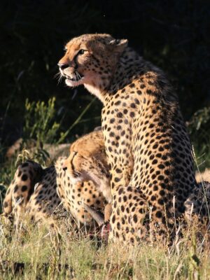 4 Days Kruger National Park Safari – South Africa