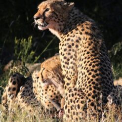4 Days Kruger National Park Safari – South Africa