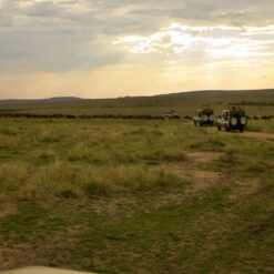 Safaris