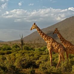 Alternative view of 3 Days Samburu Safari Package