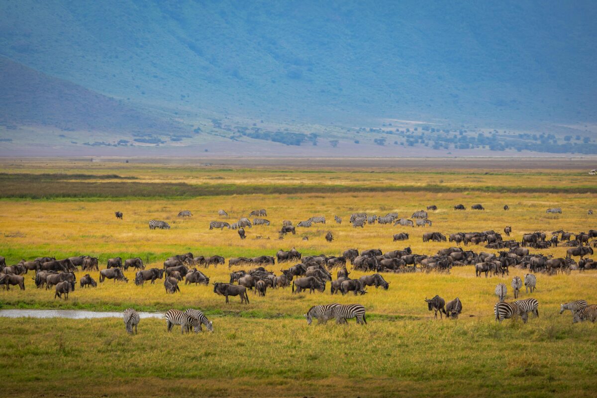 wildebeest Grazing