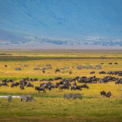 Alternative view of 5 Days Tanzania Safari – Serengeti, Ngorongoro & Tarangire