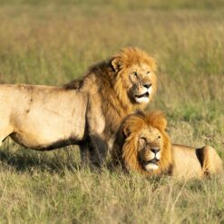 Maasai Mara
