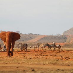 3 Days Tsavo Safari Package