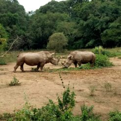 Alternative view of 4 Days Uganda Gorilla Trekking & Safari – Bwindi & Queen Elizabeth NP