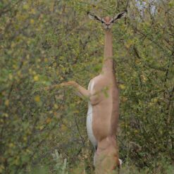 3 Days Samburu Safari Package
