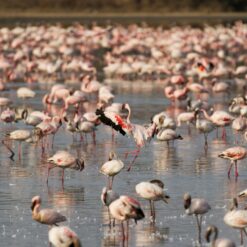 2 Days Lake Nakuru Safari (Standalone)