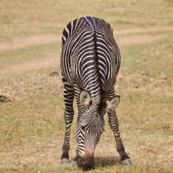 Samburu