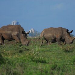 Half-Day Nairobi National Park Safari