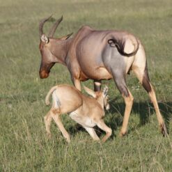 Alternative view of 3 Days Masai Mara Safari – Kenya