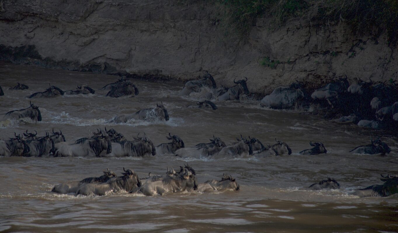 wildebeest migration