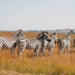 4 Days Amboseli Safari Package